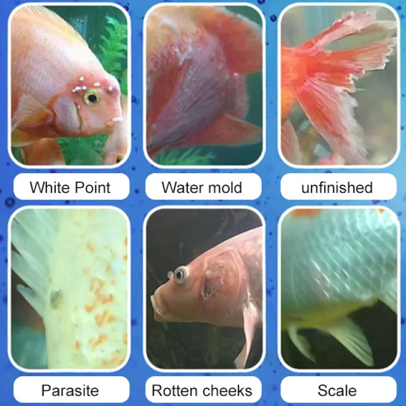 SIKEZHAN Fish Disease Treatmen - огляд і ціна Marine Aquarium Bacteria