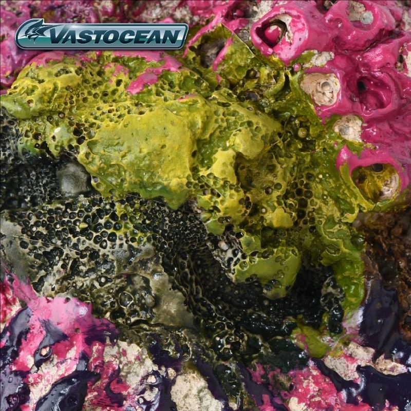 VASTOCEAN Saltwater Aquarium C - огляд і ціна Marine Aquarium Hermit Crab