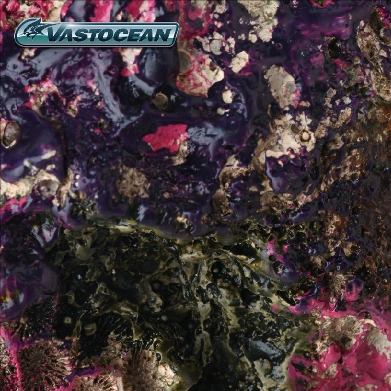 VASTOCEAN Saltwater Aquarium C - огляд і ціна Marine Aquarium Hermit Crab