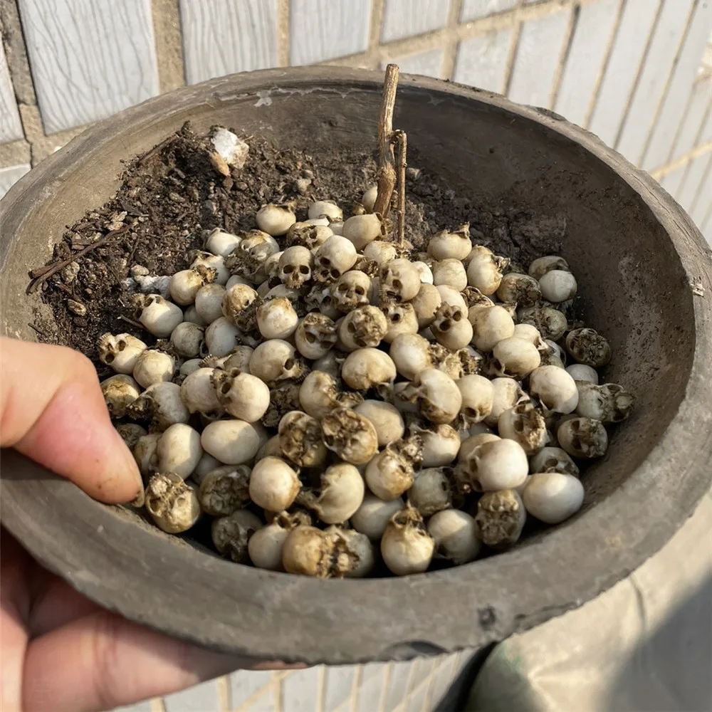 Mini Skull High Quality Miniat - огляд і ціна Marine Aquarium Mini
