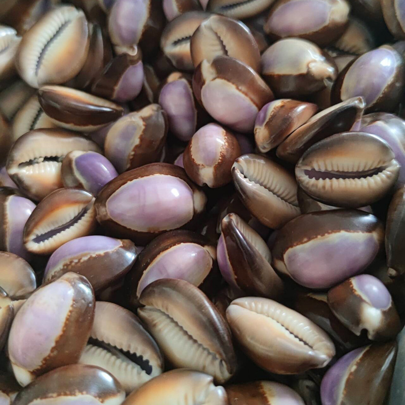 Natural Cypraea carneola Shell - огляд і ціна Marine Aquarium Hermit Crab
